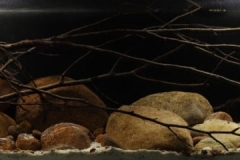 Riverbank_in_southern_Mexico_1-1024x240 Riverbank_in_southern_Mexico_1-1024x240