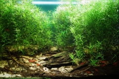 Riverbank_in_the_Rio_Sucuri_near_Bonito_Brazil_1-1024x563 Riverbank_in_the_Rio_Sucuri_near_Bonito_Brazil_1-1024x563