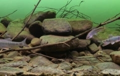 Rivulet_shallow_shoal_of_Huaijiu_River_Beijing_China_1-1024x152 Rivulet_shallow_shoal_of_Huaijiu_River_Beijing_China_1-1024x152