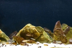 Rocky_areas_the_coast_of_Lake_Tanganyika_between_Moliro_and_Kombe_1-1024x283 Rocky_areas_the_coast_of_Lake_Tanganyika_between_Moliro_and_Kombe_1-1024x283