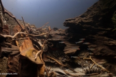 Rummy-nose_tetra_habitat_floodplain_drainage_stream_middle_Rio_Orinoco_Colombia_1-1024x587 Rummy-nose_tetra_habitat_floodplain_drainage_stream_middle_Rio_Orinoco_Colombia_1-1024x587