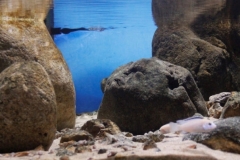 Shallow_intermediate_habitat_of_Nkhata_Bay_Lake_Malawi_1-1024x403 Shallow_intermediate_habitat_of_Nkhata_Bay_Lake_Malawi_1-1024x403