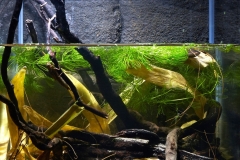 Shallow_water_channel_in_the_Boloto_Ozernoye_reserve_Leningrad_region_Russia_1-1024x1024 Shallow_water_channel_in_the_Boloto_Ozernoye_reserve_Leningrad_region_Russia_1-1024x1024