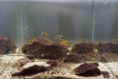 Shallow_water_in_lake_Ajamaru_1-1024x727 Shallow_water_in_lake_Ajamaru_1-1024x727