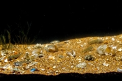 Shallow_waters_of_the_Caspian_Sea_near_the_mouth_of_Kigach_River_Kazakhstan_1-1024x328 Shallow_waters_of_the_Caspian_Sea_near_the_mouth_of_Kigach_River_Kazakhstan_1-1024x328