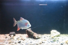 Shallows_of_Rio_Xingu_river_near_Altamira_1-1024x506 Shallows_of_Rio_Xingu_river_near_Altamira_1-1024x506