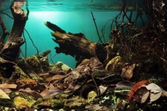 Slow_flowing_stream_under_the_trees_Halmahera_Indonesia_1-1024x373 Slow_flowing_stream_under_the_trees_Halmahera_Indonesia_1-1024x373