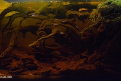 Small_creek_in_Rio_Negro_system_Amazonas_state_Brazil_1-1024x515 Small_creek_in_Rio_Negro_system_Amazonas_state_Brazil_1-1024x515