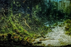 Small_stream_Mako_s_Morichal_in_Southern_Venezuela_1-1024x298 Small_stream_Mako_s_Morichal_in_Southern_Venezuela_1-1024x298