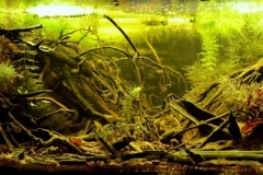 Small_stream_in_Choctaw_National_Wildlife_Refuge_Alabama_USA_1-1-1024x376 Small_stream_in_Choctaw_National_Wildlife_Refuge_Alabama_USA_1-1-1024x376