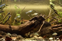 Subin_River_shallow_grassy_river_bank_area_Usumacinta_drainage_Guatemala_1-1024x351 Subin_River_shallow_grassy_river_bank_area_Usumacinta_drainage_Guatemala_1-1024x351