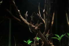 Submerged_forest_in_Atabapo_basin_of_Colombia_1-820x1024 Submerged_forest_in_Atabapo_basin_of_Colombia_1-820x1024