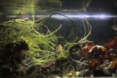 Sunset_in_Pantanal_Alto_Paraguay_Department_1-1024x332 Sunset_in_Pantanal_Alto_Paraguay_Department_1-1024x332