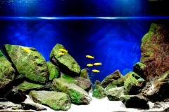 Taiwanee_Reef_near_Chizumulu_Island_Lake_Malawi_1-1024x390 Taiwanee_Reef_near_Chizumulu_Island_Lake_Malawi_1-1024x390