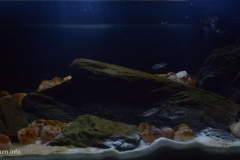 Tanganyika_Zair_south_of_Kalemie_Lamprologus_speciosus_1-1024x495 Tanganyika_Zair_south_of_Kalemie_Lamprologus_speciosus_1-1024x495