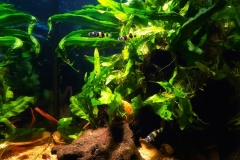 The_Musi_River_coastal_swamp_near_the_settlement_Teluk_Kijing_Indonesia_1-885x1024 The_Musi_River_coastal_swamp_near_the_settlement_Teluk_Kijing_Indonesia_1-885x1024