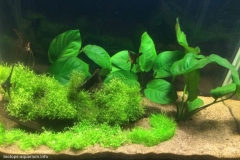 The_coastal_zone_of_the_Orinoco_River_1-1024x706 The_coastal_zone_of_the_Orinoco_River_1-1024x706