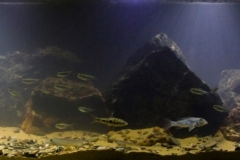 The_shallow_waters_of_Gorgulho_da_Rita_Rio_Xingu_Para_Brazil_1-1024x262 The_shallow_waters_of_Gorgulho_da_Rita_Rio_Xingu_Para_Brazil_1-1024x262