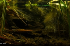 Tres_Chimbadas_lake_Tambopata_oxbow_Peru_1-1024x490 Tres_Chimbadas_lake_Tambopata_oxbow_Peru_1-1024x490