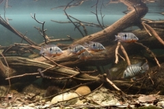 Upper_Bladen_River_Belize_submerged_wooded_stream_bank_area_1-1024x329 Upper_Bladen_River_Belize_submerged_wooded_stream_bank_area_1-1024x329