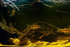 Upper_Volga_River_in_the_Kostroma_region_near_the_Gribnoy_Island_Russia_1-1024x294 Upper_Volga_River_in_the_Kostroma_region_near_the_Gribnoy_Island_Russia_1-1024x294