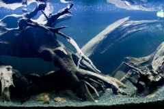 Veche_Creek_Tver_Region_Russia_1-1024x407 Veche_Creek_Tver_Region_Russia_1-1024x407