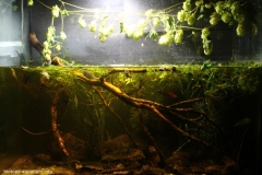 Vyadya_River_a_coastal_zone_Penza_region_Russia_1-1024x708 Vyadya_River_a_coastal_zone_Penza_region_Russia_1-1024x708