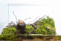 Wetland_pond_in_the_territory_of_the_Mshinskoye_Boloto_sanctuary_Leningrad_region_Russia_1-1024x728 Wetland_pond_in_the_territory_of_the_Mshinskoye_Boloto_sanctuary_Leningrad_region_Russia_1-1024x728