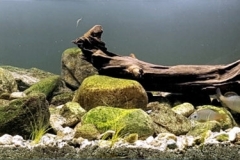 Yeonggang_stream_Nakdong_river_branch_South_Korea_1-1024x250 Yeonggang_stream_Nakdong_river_branch_South_Korea_1-1024x250