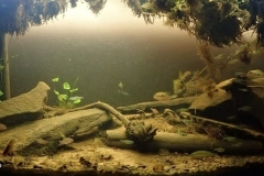 A_wetland_of_the_Pindapoy_Creek_near_the_Parana_River_Misiones_Province_Argentina_1-1024x415