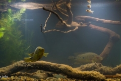 Achiguate_River_Escuintla_somewhere_in_Guatemala_1_-1024x471