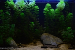 Along_the_banks_of_the_Pamba_river_Kerala_India_1-1024x644