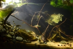 Ameka_River_shoal_near_the_coast_near_San_Antonio_Matute_Jalisco_Mexico_1-1024x398