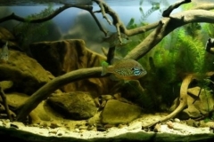 Birch_Hill_island_Lake_Winnipesaukee_USA_1-1024x308