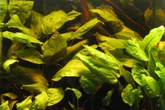 Black_water_stream_Sungai_Nibong_Sibu_District_Sarawak_Malaysia_1-1-1024x991