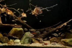 Blue_Creek_slow_moving_part_through_forest_in_Toledo_Belize_1-1024x444