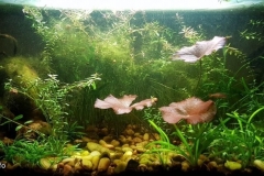 Bottom_of_Inle_lake_south_of_Shan_State_Myanmar_1-1024x428