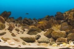 Bulu_Point_rock_deposit_Lake_Tanganyika_Tanzania_1-1024x270