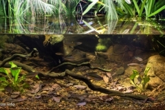 Colleges_crossing_tidal_freshwater_reaches_Brisbane_River_Chuwar_Queensland_Australia_1-1024x498