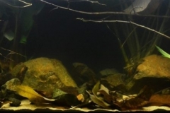 Congo_River_basin_Ituri_forest_in_the_northeastern_region_of_the_Democratic_Republic_u200Bof_Congo_1-1024x298