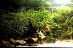 Corydoras_en_Los_Tres_Gigantes_Rio_Negro_National_Park_Paraguay_1-1024x346