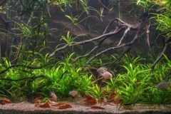 Costal_area_in_Itenez_Bolivian_Guapore_1-1024x395