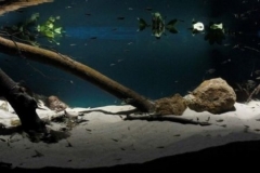 Crystal_spring_pool_in_distant_Amazon_tributary_Brazil_1-1024x299