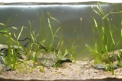 El_Pujal_fast_current_part_of_Tampaon_River_Panuco_River_Basin_Mexico_1-1024x434