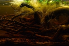 Fabulous_world_of_Cano_Sardina_black_water_Columbia_1-1024x394