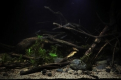 Fast_current_marginal_area_of_the_source_of_the_Neva_River_Leningrad_Region_Russia_1-1024x381