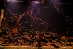 Flooded_forest_at_the_confluence_of_the_Agua_Preta_stream_in_the_Unini_River_Brazil_1-1024x431