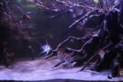 Flooded_forest_of_Lago_Grande_do_Rio_Manacapuru_Amazonas_Brazil_1-1024x369