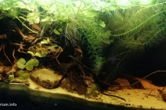 Floodplains_near_the_mouth_of_the_Rio_Manacacias_River_Colombia_1-1024x512