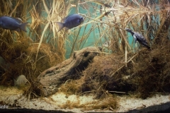 Floodplains_of_Lake_Kinkony_in_the_Mahajanga_Province_north_west_of_Madagascar_1-1024x453